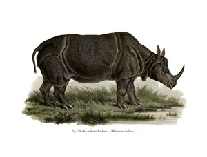 Indian Rhinoceros